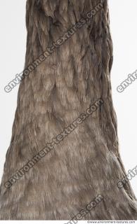 feathers animal 0013